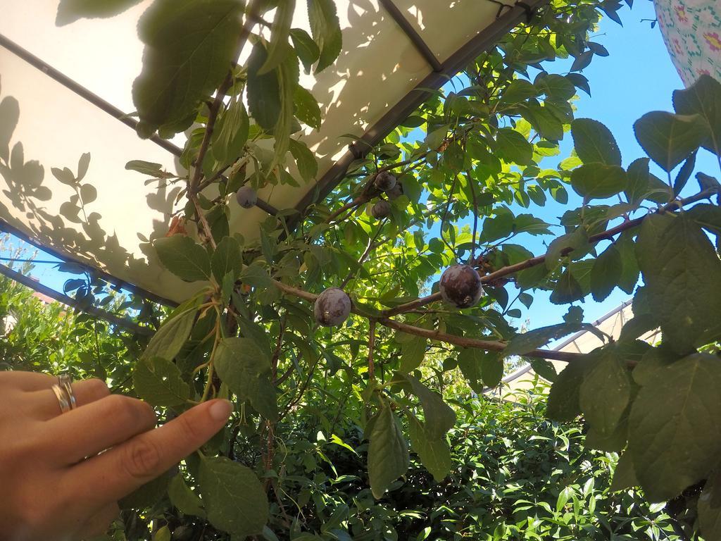 Biscuit B&B 比萨 外观 照片